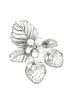 two strawberries and one strawberry on a branch with leaves, hand drawn in pencil