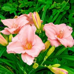 some pink flowers are blooming in the grass and green leaves on the other side