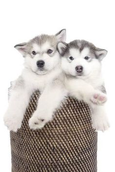 two husky puppies are sitting in a basket with their paws on top of each other