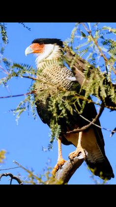 a large bird perched on top of a tree branch