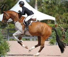 a woman riding on the back of a brown and white horse