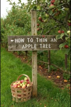 a wooden sign that says how to thin an apple tree next to a basket of apples