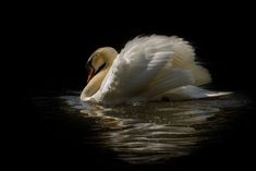 a white swan is swimming in the water