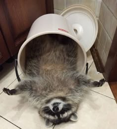 a raccoon that is laying down with its head in a bucket on the floor