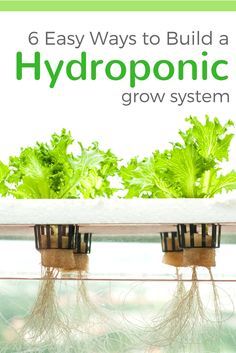 hydroponic growing system with green plants in the background