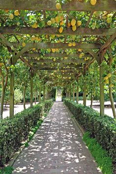 the walkway is lined with lemon trees and hedges, which are covered in yellow fruit