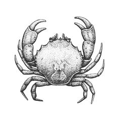 a black and white drawing of a crab