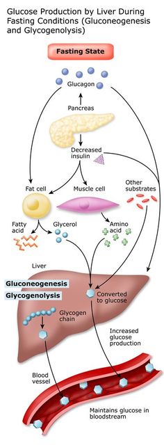 the diagram shows how livers are made