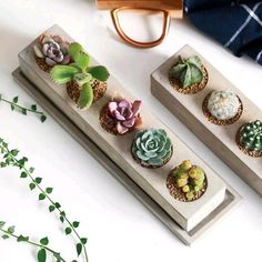 three succulents are placed on two wooden trays with plants in them