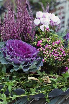 purple and white flowers are in a garden