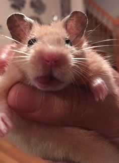 a hamster is being held in the palm of someone's hand while it looks at the camera