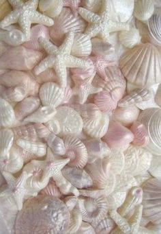 sea shells and starfish are grouped together