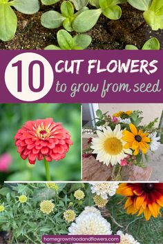 flowers that are growing in the ground with text overlay saying 10 cut flowers to grow from seed