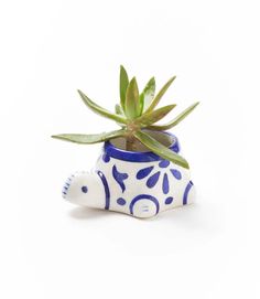 a blue and white ceramic planter with a succulent in it