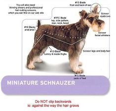 a schnauzer is labeled in the diagram below