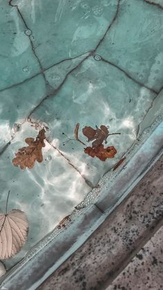 two leaves floating on top of a pool of water