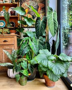 there are many different types of plants in the room