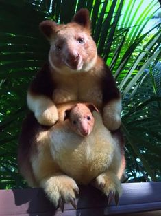 two stuffed animals sitting on top of each other in front of some plants and trees