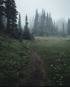 a path in the middle of a field with trees on both sides and foggy sky above