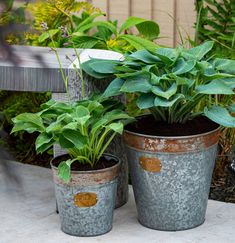 three potted plants sitting next to each other