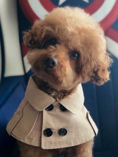 a poodle wearing a trench coat in front of a captain america sign