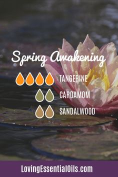 Tangerine Essential Oil Blend - Spring Awakening with Cardamom and Sandalwood Oils Essential Oil Usage, Sandalwood Oil, Spring Awakening, Citrus Oil