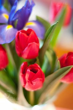 red and purple flowers in a white vase