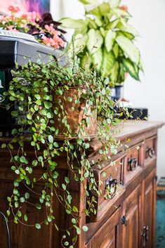 Creeping Wire Vine, Muehlenbeckia Axillaris, Wire Vine, Wire Plant, Plant Party, Indoor Greenery, Inside Plants, Plant Propagation