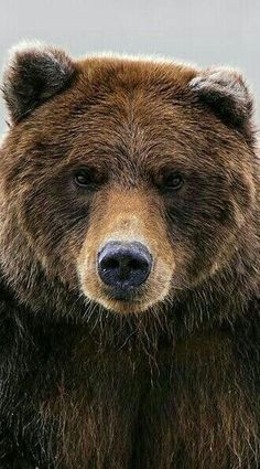 a large brown bear standing next to a body of water