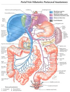 the anatomy of the human body and its major organs, including the livers, lungs,