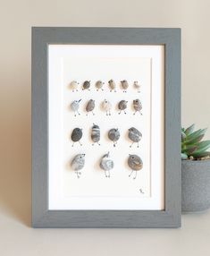 a framed display of birds on a white and gray wall next to a succulent plant