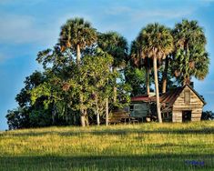 an old wooden house sitting on top of a lush green field next to palm trees