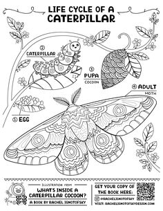 the life cycle of a caterpillar coloring page for adults and children with pictures