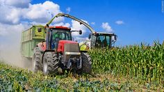 two tractors are driving through a corn field