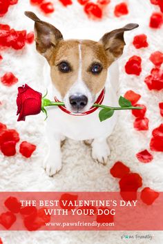 Jack Russel dog holding a rose in mouth with rose pedals on with rug Christmas Dog Photography, Cute Puppy Photos, Puppy Kisses