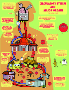 the circulator system and major organ systems infographical poster for children's books