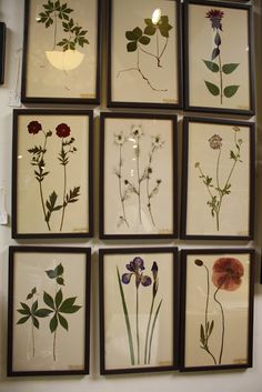 nine framed pressed flowers are arranged on the wall in front of a lightbulb