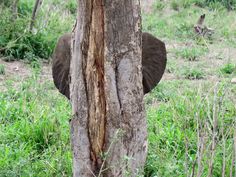 an elephant standing next to a tree in the grass with its trunk sticking out from it's side