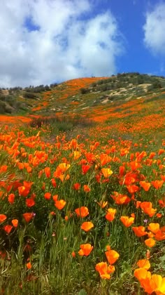 a field full of orange flowers under a cloudy blue sky