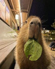 a capybara with a leaf in its mouth sitting on a bench at night