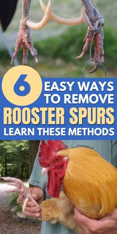 roosters being held in their hands with the title 8 easy ways to remove rooster spurs learn these method