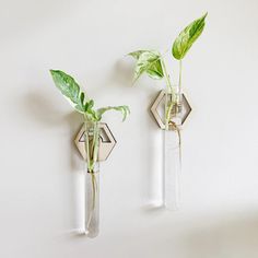 two clear vases with plants in them hanging on the wall next to each other