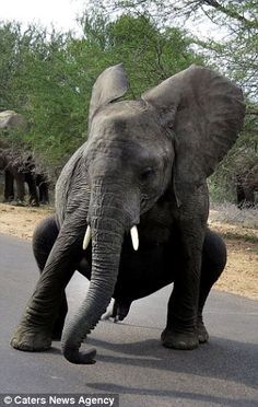 an elephant standing on its hind legs in the road