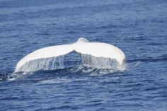 a whale tail flups out from the water