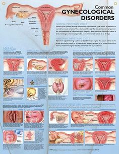 the poster shows different types of organ systems