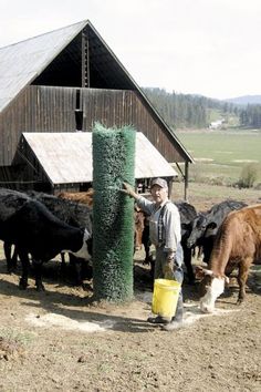 a man standing next to a herd of cattle