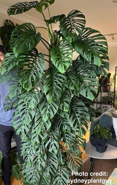 a man standing next to a large green plant in a living room filled with furniture