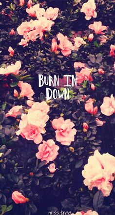 pink flowers with the words burn in down