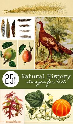 an image of natural history images for fall