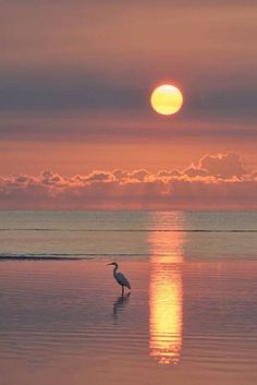 a bird is standing in the water at sunset with its reflection on the water and clouds